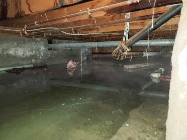 Best Professional water damage repair  in Baxter, MN