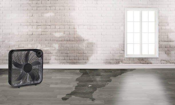 Best Water damage restoration near me  in Baxter, MN
